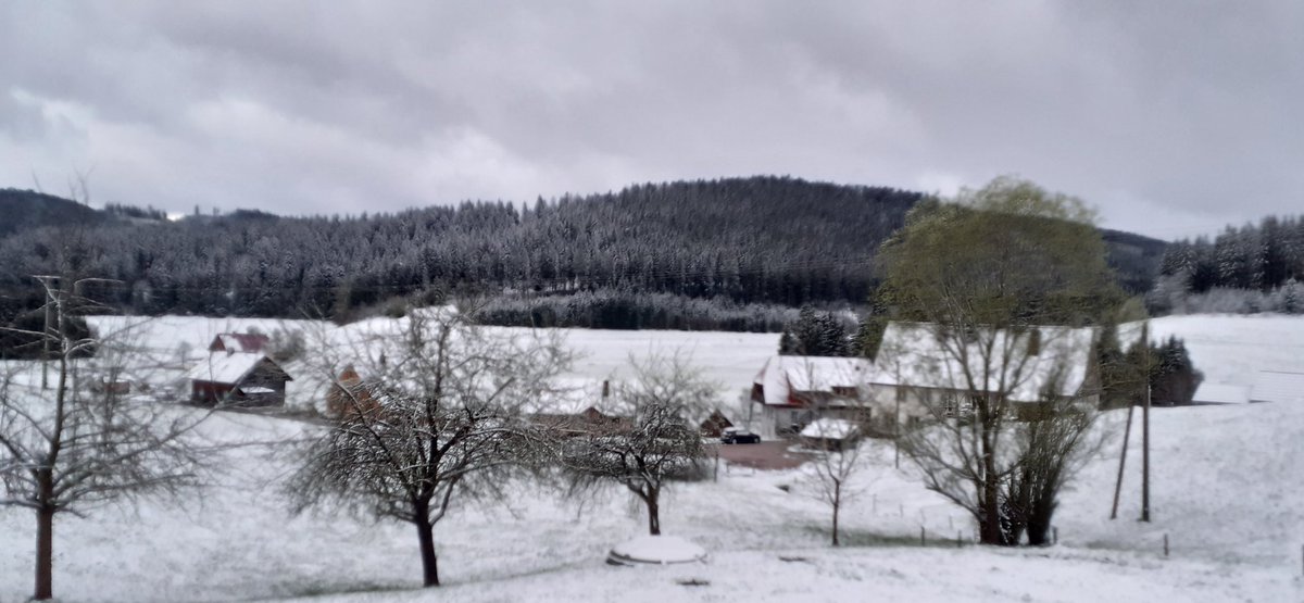 Wie gestern angekündigt... Schnee an sich ist nichts Außergewöhnliches. Aber, dass die Saalweide Mitte April ausschlägt und das Zwetschgenbäumchen beginnt zu blühen, schon. #April, #Hochschwarzwald