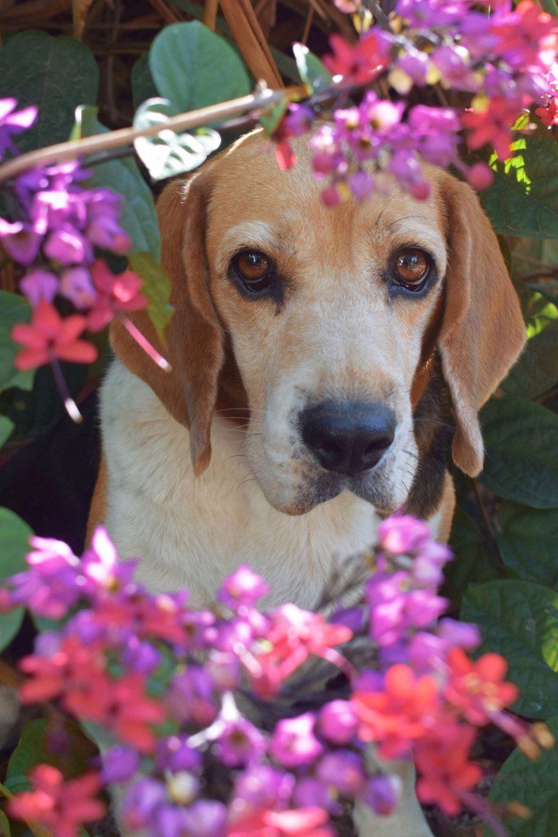 Good morning X-Friends…Happy Tuesday 🌸🪷🌺🐕🩷💜 #TuesdayMorning 🌸 #CoffeeTime ☕️ #DogsLover 🐕 #StayPositive 🩷 #BeKind 💐 #PeaceAndLove 🕊️