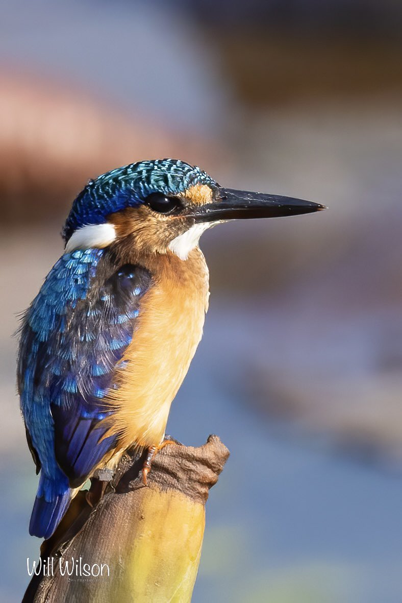 Will Wilson (@2wsphotography) on Twitter photo A juvenile Malachite Kingfisher shining in the early morning sun…
📍<a href="/golf_kigali/">Kigali Golf Resort & Villas</a> in #Kigali #Rwanda #BirdsOfTwitter #RwOX #Birds A juvenile Malachite Kingfisher shining in the early morning sun…
📍<a href="/golf_kigali/">Kigali Golf Resort & Villas</a> in #Kigali #Rwanda #BirdsOfTwitter #RwOX #Birds