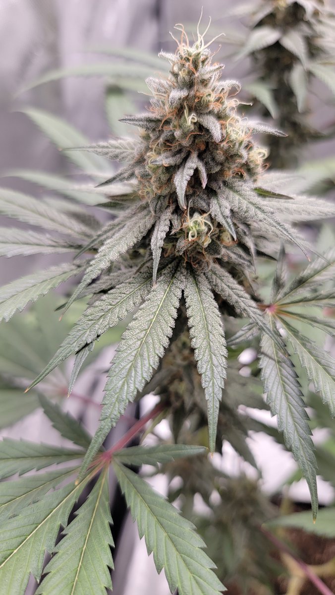 AlienFogMachine's tweet image. About a month ago, getting caught up.  
#skywalker #triploid #homegrown #growyourown #aci #hlg #organiccannabis