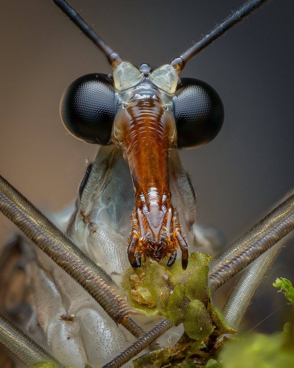 . I've been fartng about with this stack for ages. Is it best I can get it worth a post? Scorpionfly portrait stack of 33 shots thanks to @yahya_aziz for this one. What a legend omsystem.cameras OM1 mk 2 90mm and godox 860iii diffusion by #cygnustechdiffuser