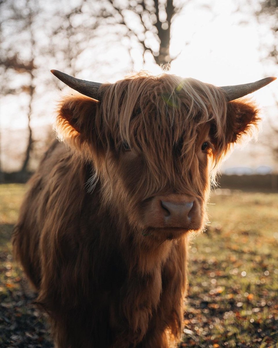 That golden hour glow! 😍✨ What a moo-jestic #Coosday snap 🧡

📍 VisitAberdeenshire
📷 Instagram.com/jonnyrumsey
— in Aberdeenshire.

Top 10 Places to visit in Scotland lovetovisitscotland.com/top-10-places-…