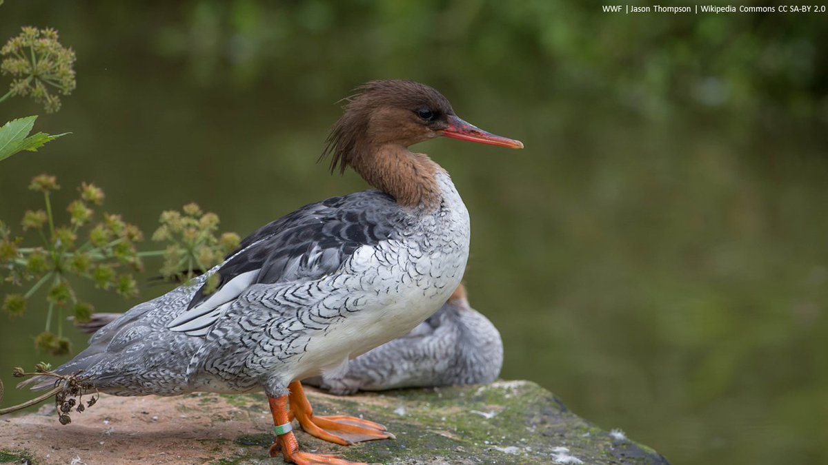 Drivers of the spatiotemporal dynamics of the local breeding population of the endangered Scaly-sided Mergansers Mergus squamatus | Global Ecology and Conservation | sciencedirect.com/science/articl… | #ornithology