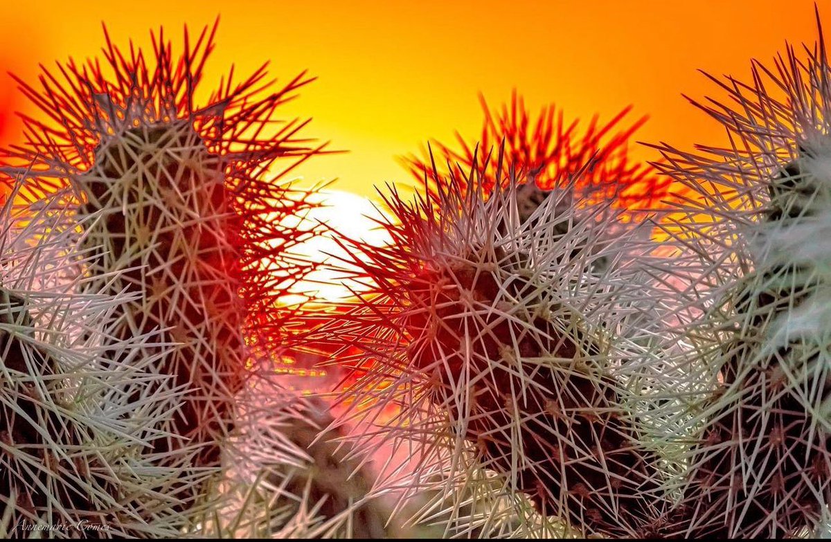 “Life can be Prickly,🌵Choose to bloom 🌼 Anyway.” ~ Unknown