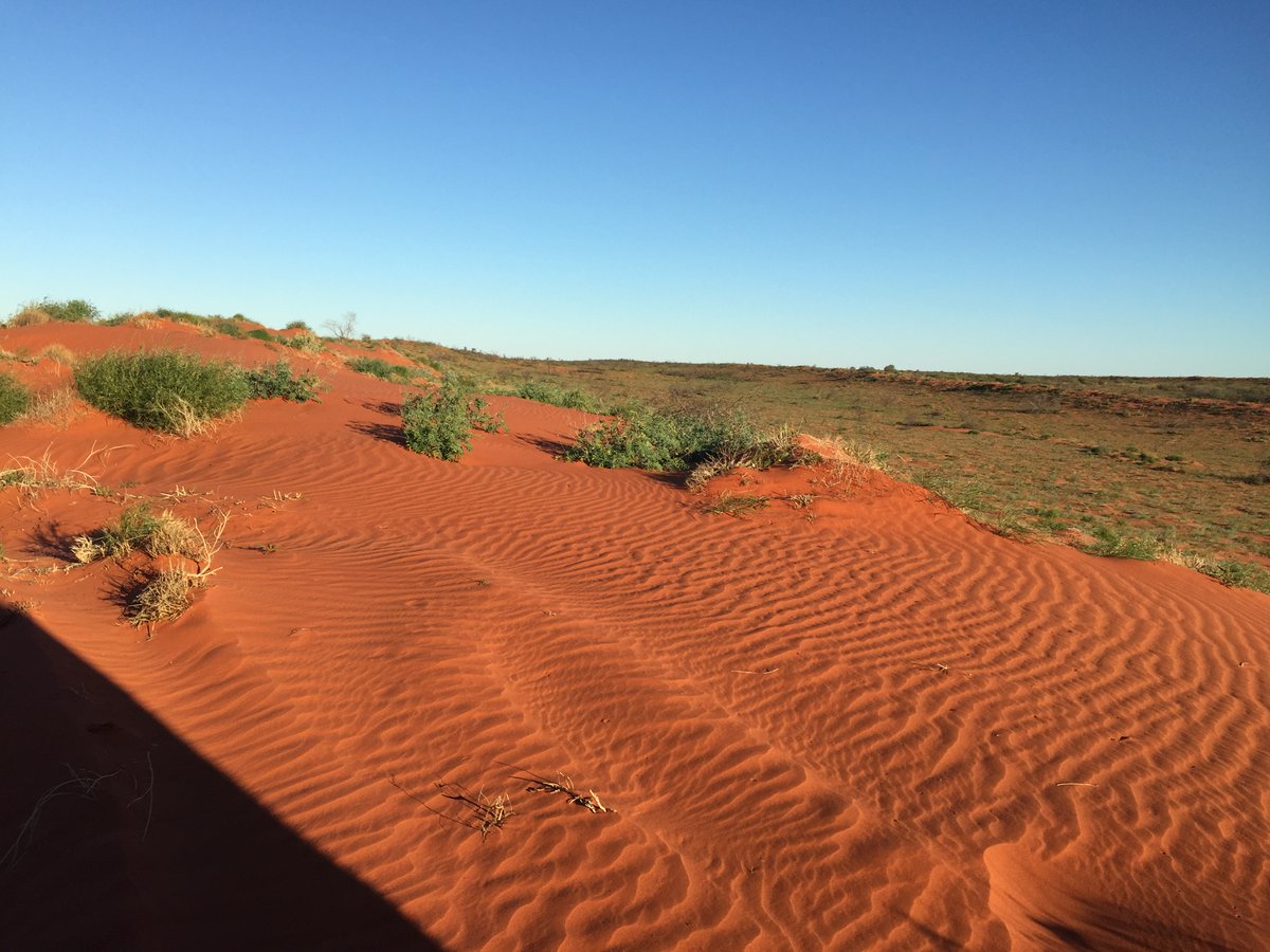 Boom-bust populations are a prominent part of Australia's unique ecosystems. But how do they maintain #genetic diversity when they face constant bottlenecks through the 'bust'? @ejstringe_r and colleagues reveal how, in their latest paper in @PNASNews! pnas.org/doi/10.1073/pn…