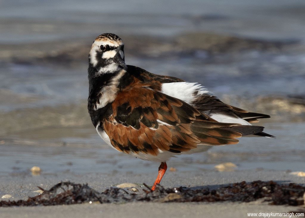 Ruddy turnstone, Bahrain. #RuddyTurnstone #Turnstone #Wildlife #Bahrain