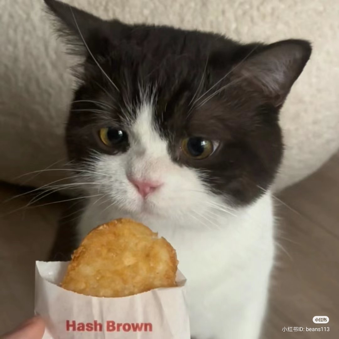 nocontextscats's tweet photo. nom nom nom https://t.co/DsdyoJHkEd