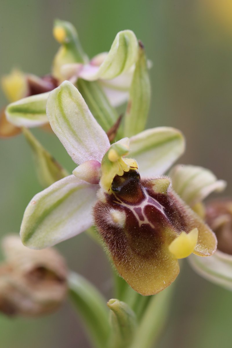 News from the field: the #orchid season is rattling along here in southern Italy in the wake of a hot, dry spring. Ophrys calliantha is well under way, while Ophrys biancae has almost finished flowering. The timing of our Orchids of Sicily tour has been spot on to catch them all.