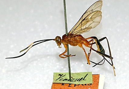 Two #newspecies of Glodianus Cameron and Hylophasma Townes (#Hymenoptera: Ichneumonidae: Cryptinae) from #Mexico mapress.com/zt/article/vie… #Taxonomy #wasps