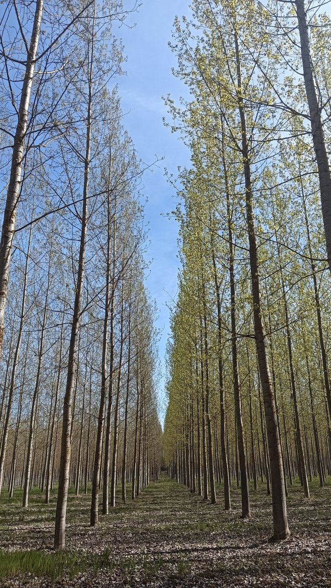 La brotación es un momento magnífico para diferenciar clones de #chopo
Aquí tenemos dos interamericanos: Raspalje y Beaupre 🌳
¿Quién es quién? 🏆👏

#quiz
#soyforestal
#leonesp