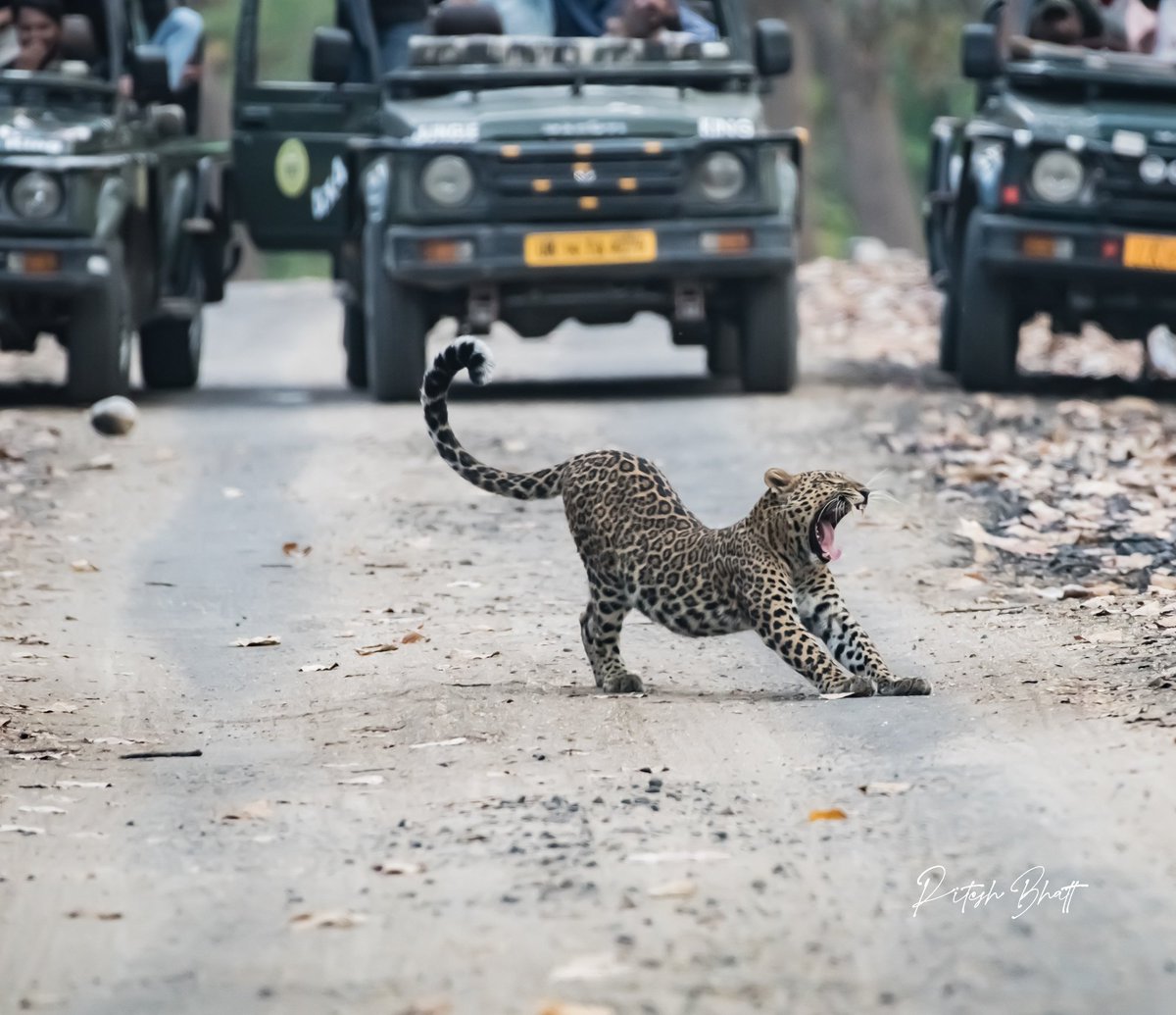 Rock and Roll! #leopards #RajajiNationalPark @Saket_Badola @irsankurrapria