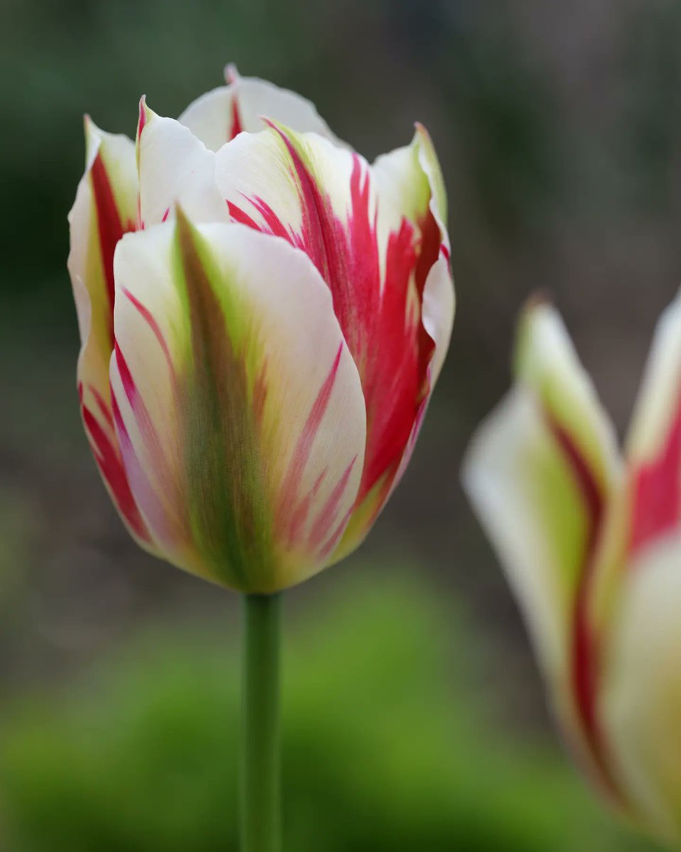 It's #tuliptuesday...I think the hail storm is over and I might be able to get out in the garden today #flowers #GardeningX