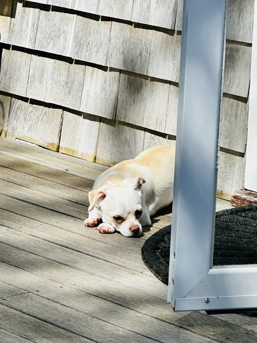 Getting the hang of porch sitting. #MyDogBuddy #Buttermilk