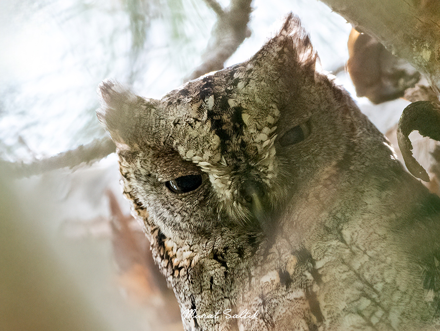 Sesi kuvvetli, uzaklardan duyulabilir bir Baykuş. Kukumav'ın ingilizce adı 'Little Owl' olsa da bu ondan daha da küçük bir kuştur. Bu kareyi almadan önce beni ormanda 3-4 ağaç arasında gezdirmişti. Sesinin yerini tespitte zorlanmıştım.

İshakkuşu
#haftanınkuşu