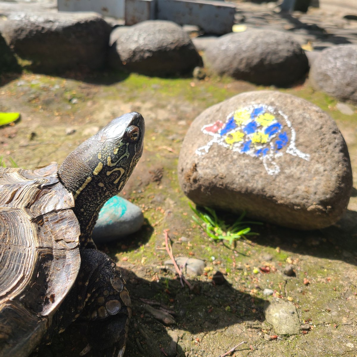 わたしの絵を描いてくれたみたい！🐢
だれが描いてくれたんだろー？
ありがとう！🐢💓