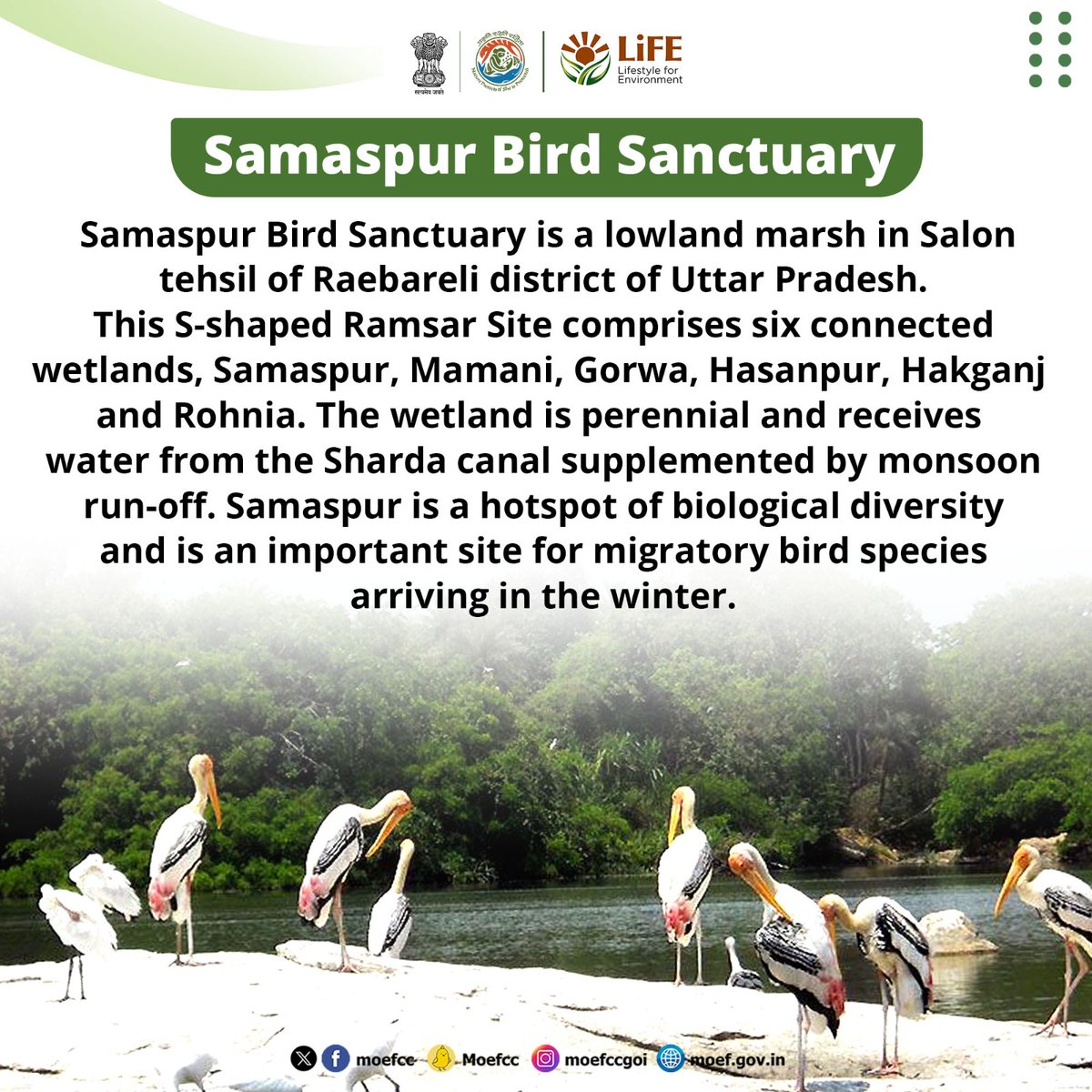 Discovering India's Ramsar Sites

Day 67: Samaspur Bird Sanctuary

From wetlands to wildlife, each site is a unique haven for nature. Let's celebrate and safeguard these vital ecosystems together!

#RamsarSites #MissionLiFE #ProPlanetPeople