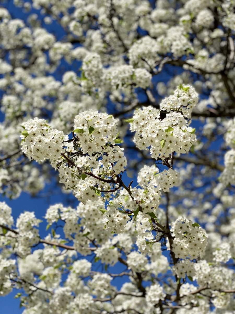 MichaelHeimlich's tweet photo. Springtime-spring white tree blossoms blooming, sunny-blue sky 3:35pm April 15 2024 Lincolnshire Illinois USA -Editorial Use Permission w/Credit: Michael Heimlich @MichaelHeimlich; #Spring #Tree #BloomingTree #Blossoms #WhiteBlossoms #wx #ILwx @NWSChicago #StormHour #ThePhotoHour https://t.co/QhF9MrXuKa