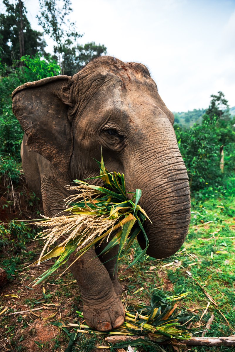 An elephant eating bamboo in the wild 🎋🐘 Have you ever seen an elephant in person?

📸: Antonio Hugo

#SaveTheElephants #elephants #wildlifephotography