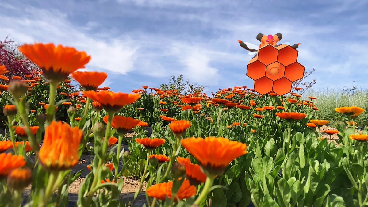 キレイな花…✨
と思ったら蜂でした🐝💥

#GOsnapshot #NianticAR #ARofTheDay #志々島 #ビークイン