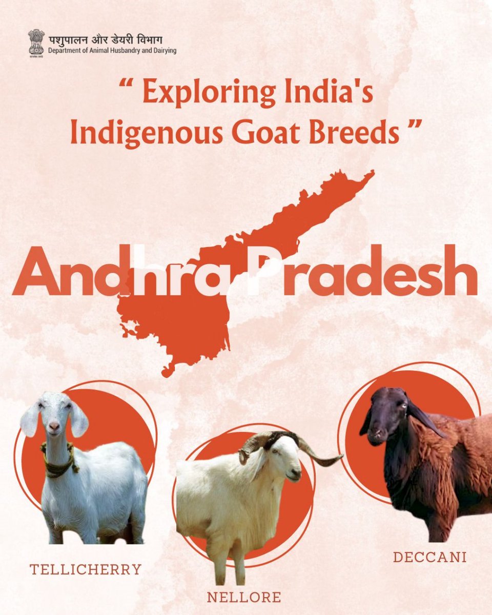 Dept_of_AHD's tweet photo. From the lush plains to coastal regions, Andhra Pradesh's goat breeds, including #Tellicherry, #Nellore & #Deccani, reflect the state's rich agricultural diversity.
#indiangoat #breed #goatlife https://t.co/JSxpHWz2y2