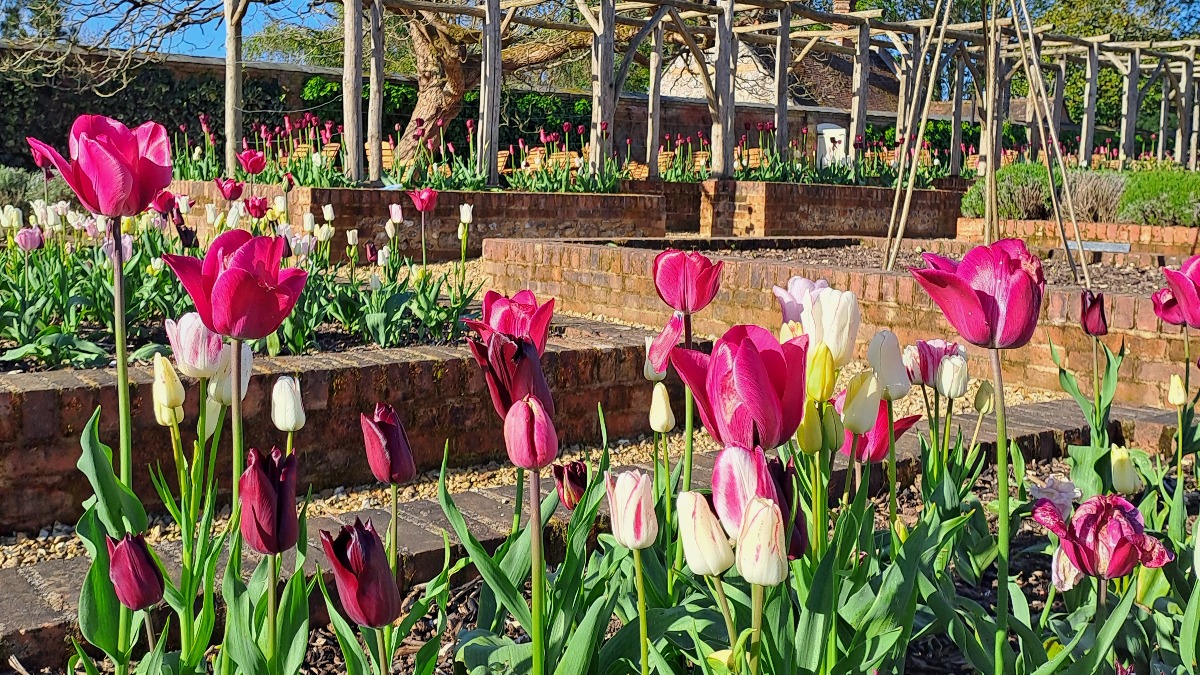 The raised beds of our Kitchen Garden are a riot of colour from tulips in full bloom. Jewel-like tones of rich purple contrast with soft yellow and cream.