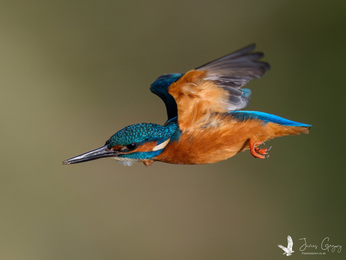 Common Kingfisher in flight #SonyAlpha #BirdsSeenIn2024 #thebritishwildlife #TwitterNatureCommunity @Natures_Voice