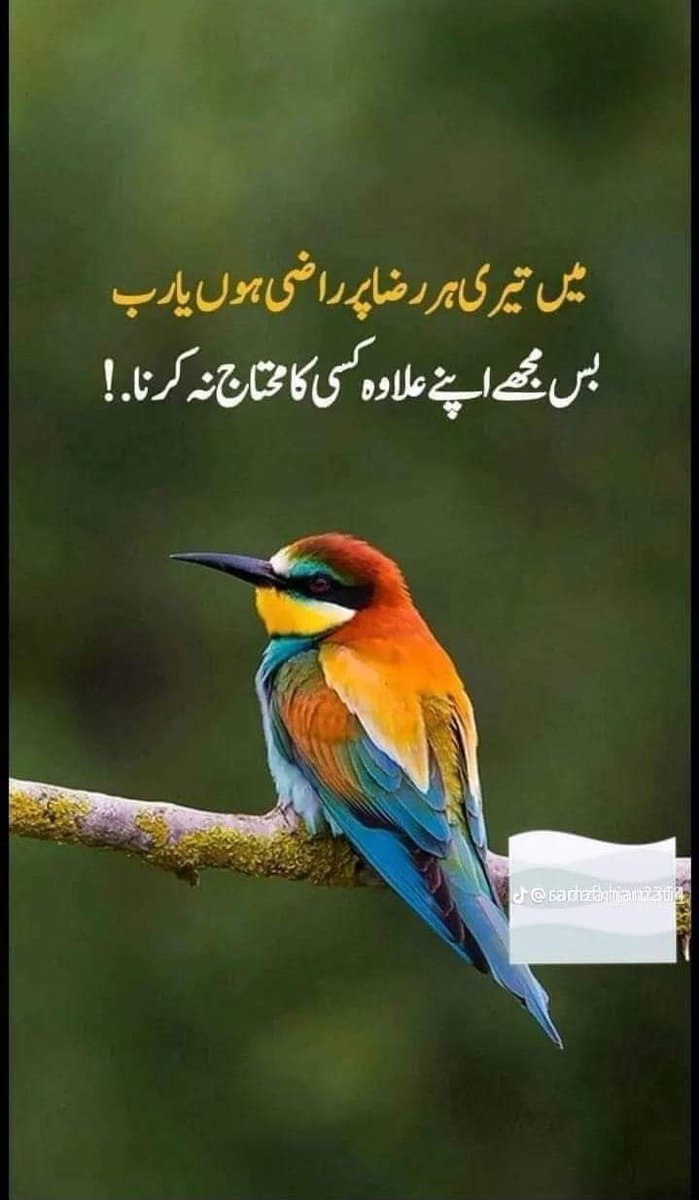 Ameen