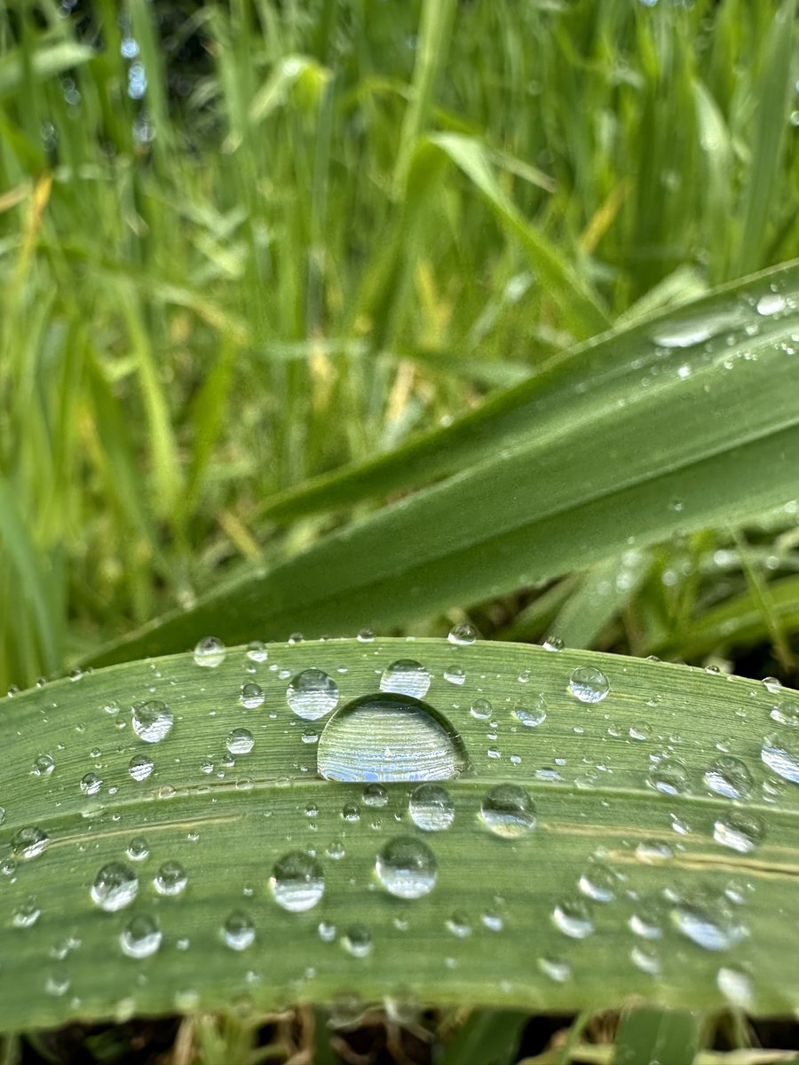 Thomas Bégon tweet media