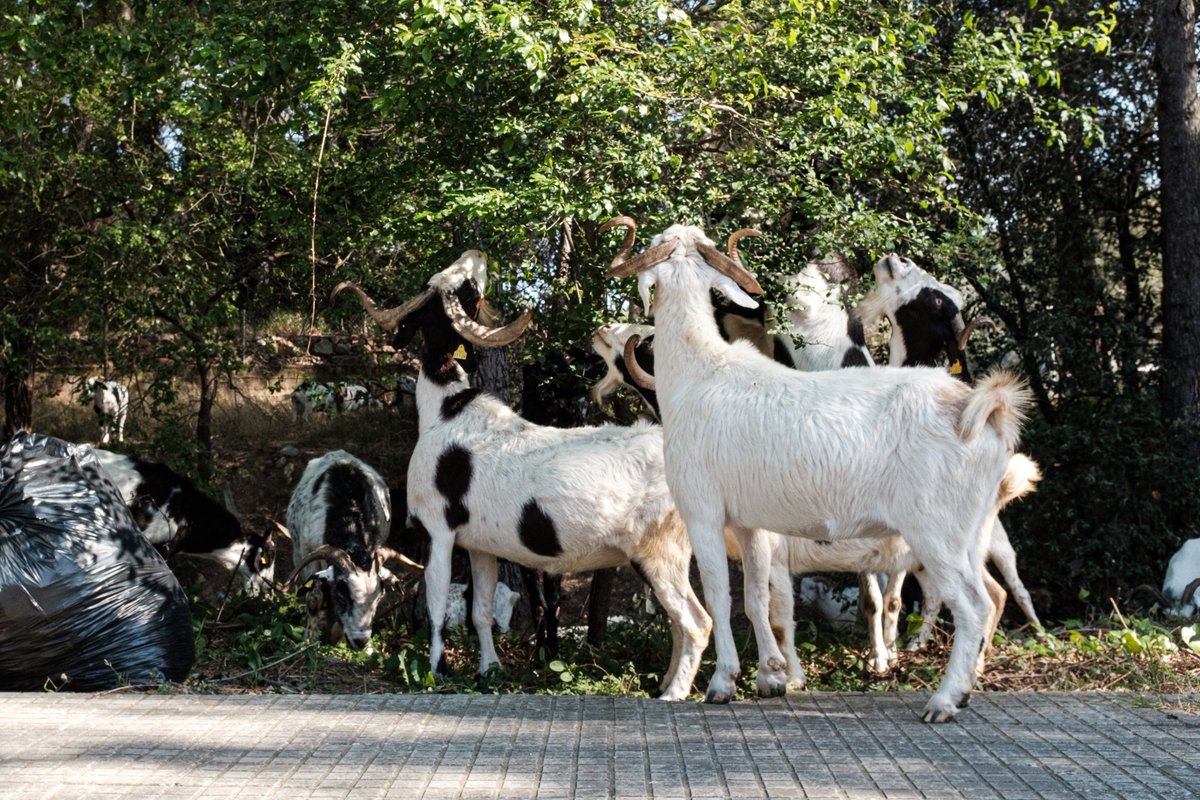 🐐El grup de Socioeconomia i governança de sistemes rurals del #CTFC publica a #Silvicultura un article en què exploren la valoració social de la #silvopastura com una Solució Basada en la Natura per reduir el risc d'incendis🔥<a href="/coevolvers/">COEVOLVERS Project</a> 
📑(pg. 23) tuit.cat/x5dL3