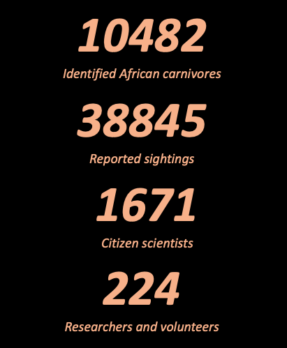 Some African Carnivore Wildbook stats showcasing just how far we have come and how many people are using the platform. The more people that get involved, the more we can find out! #conservation #collaboration #tech4wildlife #tech4good #research #carnivores