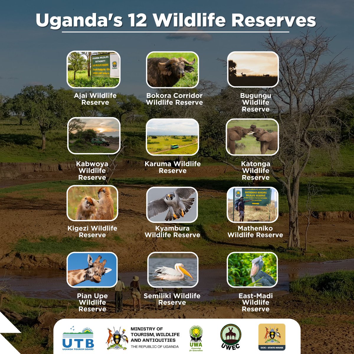 Did you know? In addition to Uganda’s celebrated 10 National Parks, the country boasts an impressive network of wildlife reserves spread across the country, some spanning even larger areas, each a haven for a variety of plant and animal species. #ExploreUganda