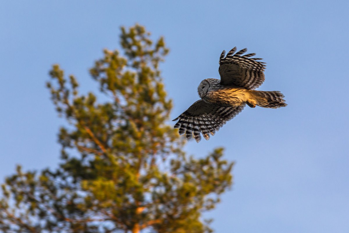 karits.eu/index.php/2024…
#UralOwl #StrixUralensis #OwlPhotography #BirdPhotography #NaturePhotography #WildlifePhotography #NatureLovers #BirdsOfInstagram #Wildlife #WildlifeAddicts #OwlWatching