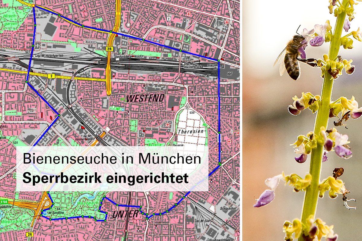 #Imker und #Bienen​züchter aufgepasst:
Im Stadtbezirk Schwanthalerhöhe ist die Amerikanische Faulbrut amtlich festgestellt worden - deshalb wurde dort nun ein Sperrbezirk eingerichtet. 🐝
➡️ Was die Münchner Imkerschaft jetzt wissen muss: go.muenchen.de/bienen