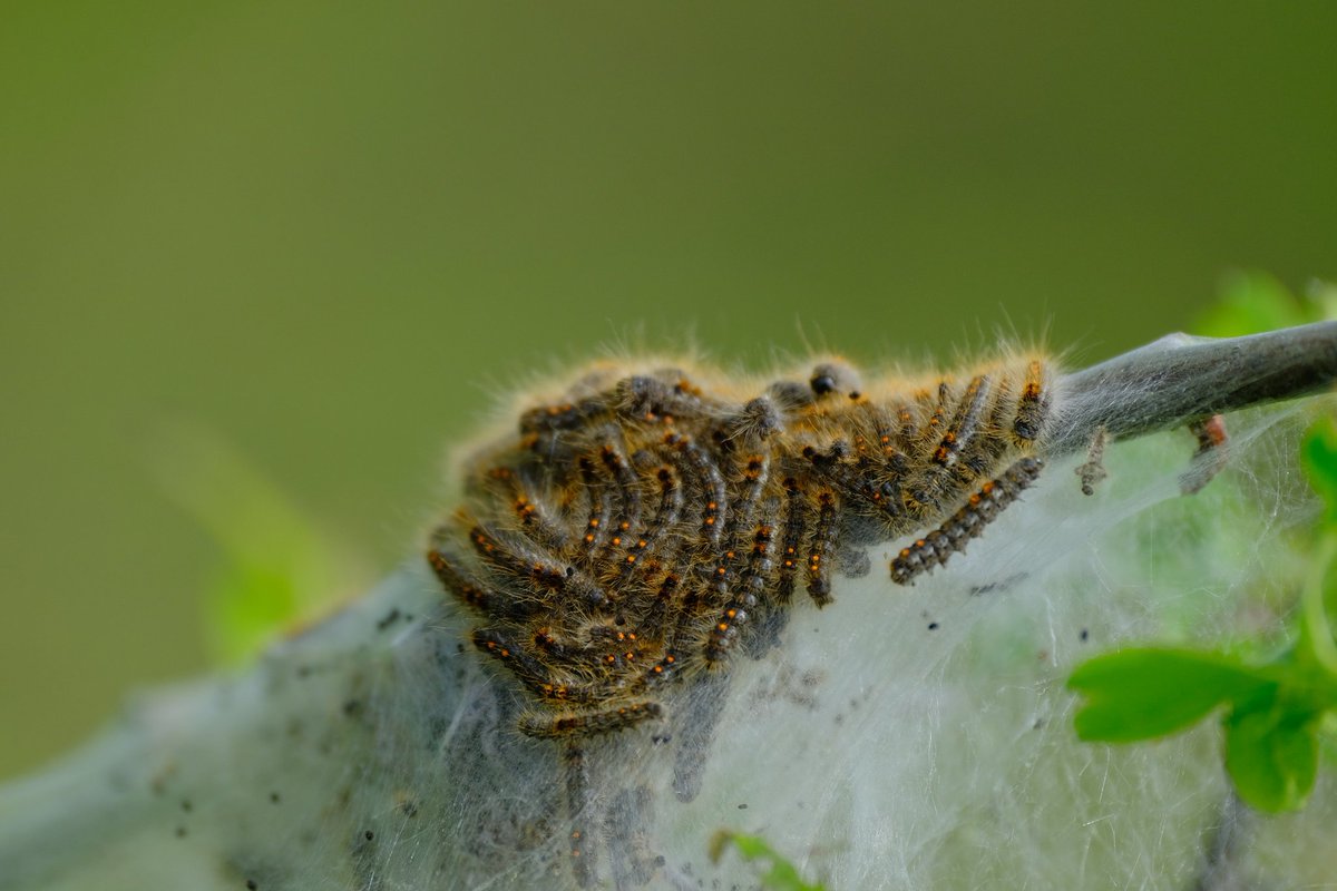 Plenty of Brown Tailed Moth (Euproctis chrysorrhoea) larval webs about at @EssexWildlife #theNaze at the moment