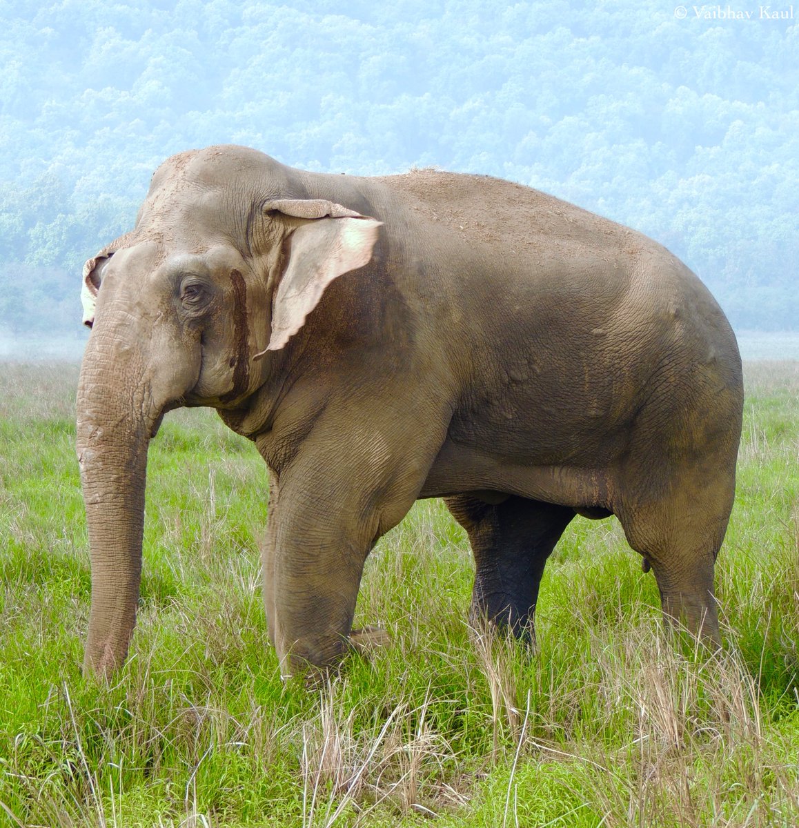 A tuskless Asian bull elephant goes into musth and begins to secrete temporin whilst roaming the riparian grasslands of Dhikala in the Siwalik Hills of Kumaon.