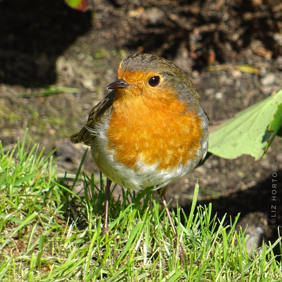 #Robin in sunshine.. 'Every moment has its pleasures and its hope.' Jane Austen #quote Hope it's sunny where you are and you have a lovely day.. #nature #wildlife #birds #photography #birdwatching #birdphotography #BirdTwitter #birdtonic #tuesdayvibe #art #naturelovers .. 🧡🕊