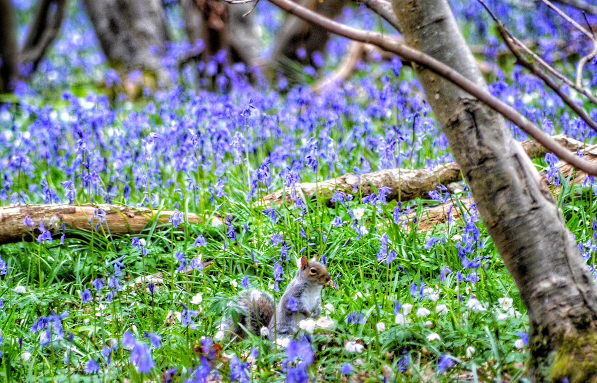 I find myself drawn to the colour blue, all the time. So it’s no surprise that I love it when it’s bluebell season 💙💜
#woodlandwalks #photograghy #bluebellseason