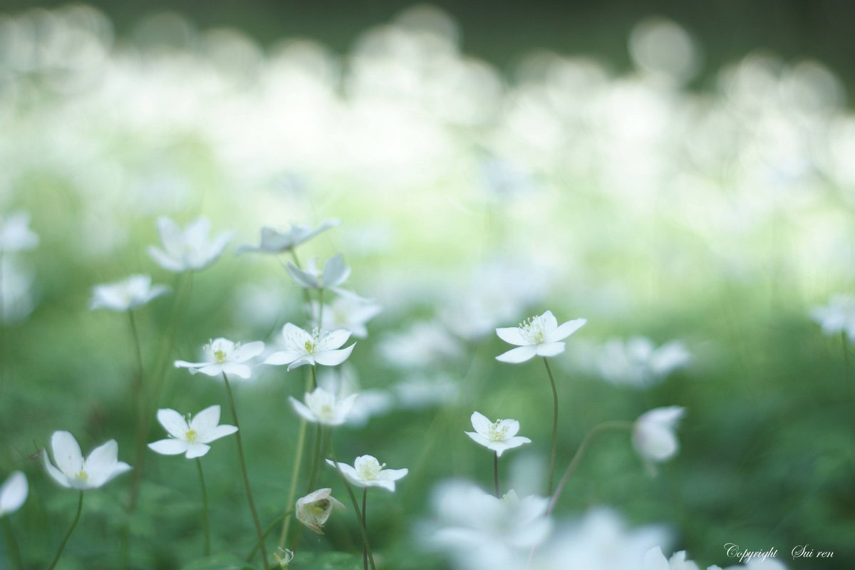 春の野草たち #ファインダー越しの私の世界 #オールドレンズ #oldlens