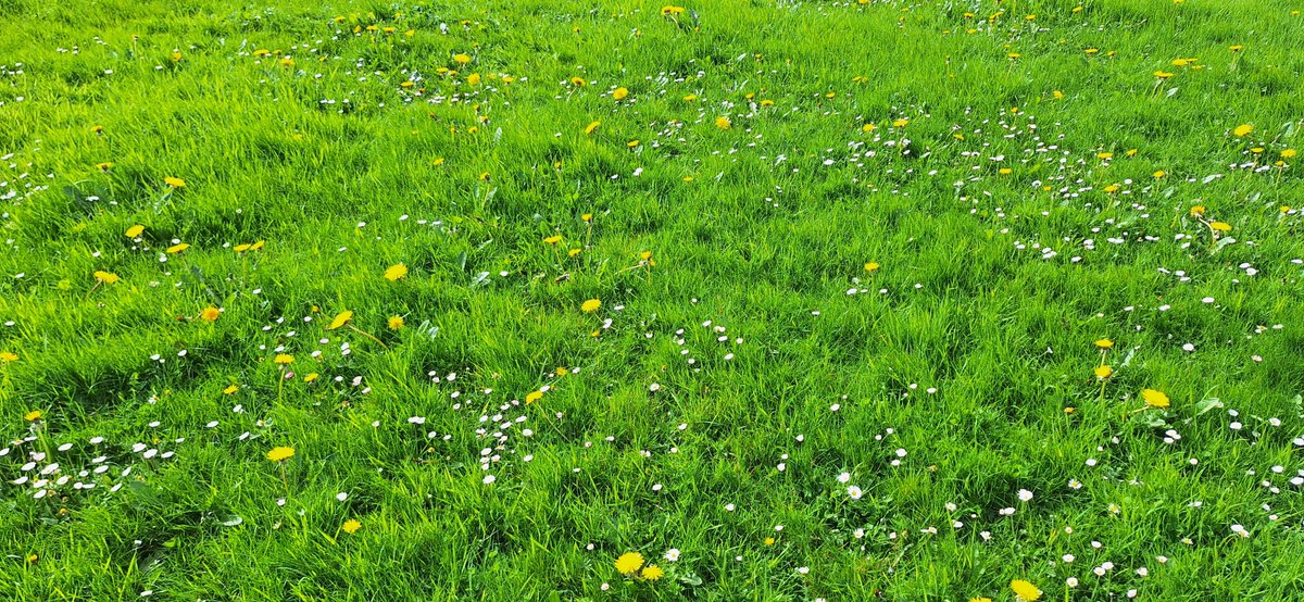 The perfect Spring lawn, in my opinion. Ankle to shin-deep grass and full of daisies, dandelions and other pit-stops for pollinators.