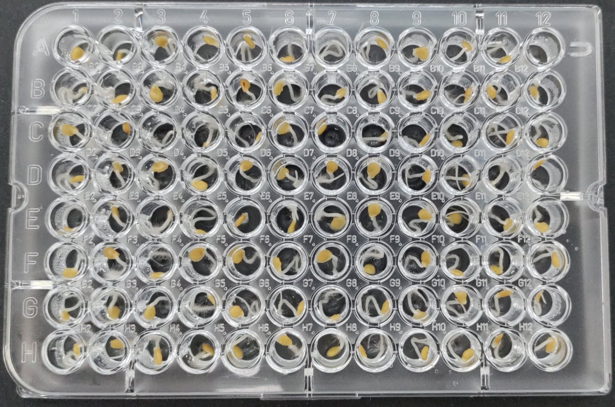 🧫 Diseñan una técnica rápida y económica para la extracción de ADN de semilla en tomate y melón 🍈 La investigadora del IHSM La Mayora María Urrutia ha desarrollado este procedimiento que además es fácilmente escalable Más información ⬇️ ihsm.uma-csic.es/comunicacion/1…