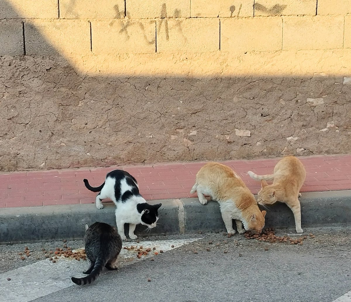 Gracias a las personas que compráis nuestros libros podemos mantener a 10 gatos callejeros que viven en este pequeño pueblo. Los michis desayunan comida fresca y cenan pienso. El agua se la ponemos del grifo pero por lo menos es fría, de la nevera. Muchas gracias lectores 😺