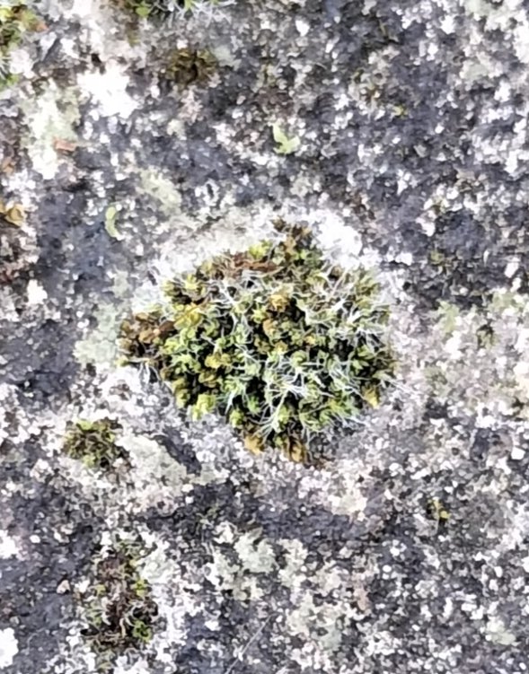 Do any bryologists or lichenologists know of any papers discussing the clearing / inhibition zones made by mosses? Whitish clear zones around moss patches where they have cleared algae and lichens from the frontiers are very common on walls in urban areas. I'd love to know more.