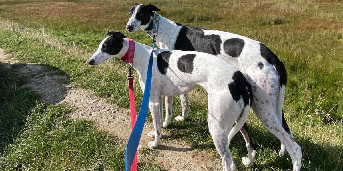 Two Irish greyhounds have been returned to Norfolk Greyhound Rescue after their owner could no longer care for them. lowestoftjournal.co.uk/news/24255154.… 👇 Full story