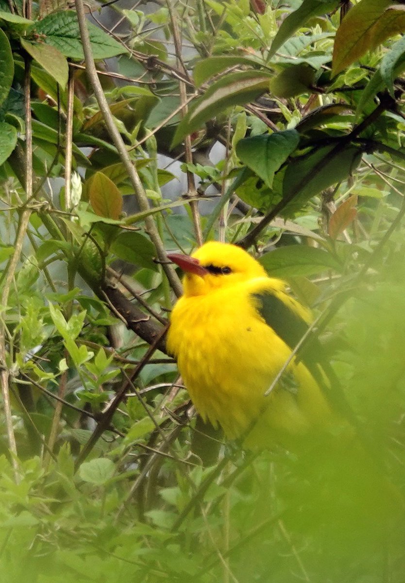 A late decision to go to Whiteford paid off as cracking views of one of the Golden Orioles with another seen briefly in flight. The bird was pretty flighty this morning, but managed to pin it down by the bunkhouse in a sheltered spot. It was always a little obscured for pics