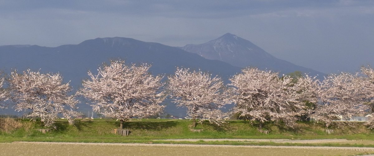 hide23sg's tweet photo. 鶴沼川の土手の桜と磐梯山 https://t.co/yEtx0kR8p2