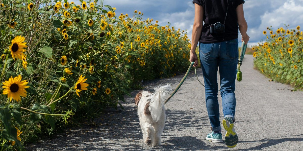 Unlock new opportunities with our Level 2 dog walking course!🐾 On completion of this course you will gain vital knowledge and practical skills that are essential as a dog walker.🐶 Enrol online here! 👇 hubs.ly/Q02s_0bs0 #BTC #BringingOutYourBest #Canine #Dogs