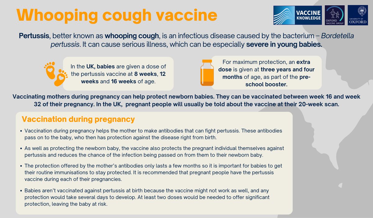 Whooping cough, or pertussis, caused by Bordetella pertussis, is a highly contagious respiratory disease. It brings severe coughing fits, often with a distinctive 'whooping' sound as patients struggle to breathe. Get the facts: tinyurl.com/5fuymw5f #WhoopingCough🩺💉👶