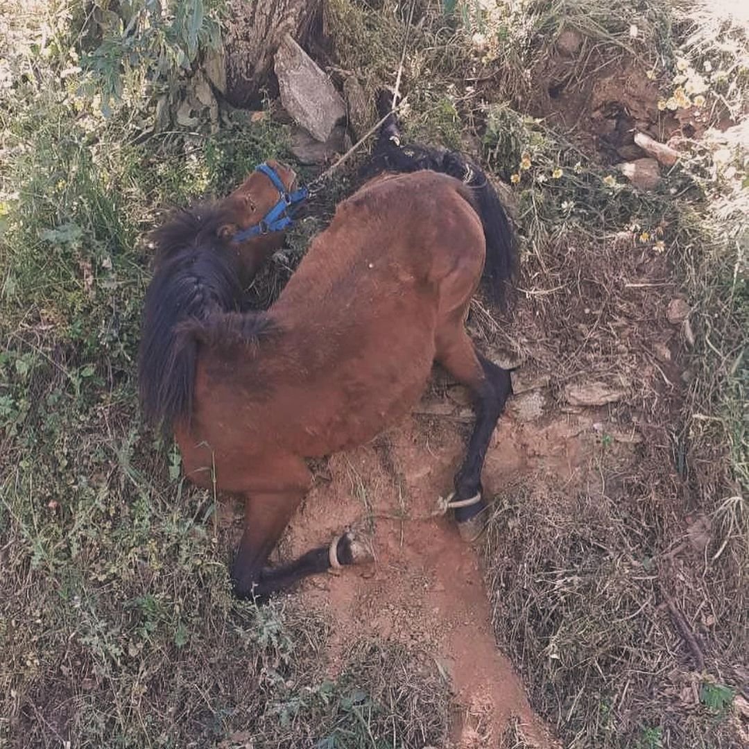 Κάπως έτσι ζουν και πεθαίνουν τα ιπποειδή στην χώρα μας. Σήμερα σας στείλαμε δεύτερο αίτημα συνάντησης @PrimeministerGR για να καταθέσουμε τις προτάσεις μας. Στην φωτογραφία όπως βρέθηκε άλογο με δεμένα τα πόδια μεταξύ τους να κρέμεται από μια πλαγιά. Θα μας ακούσετε;