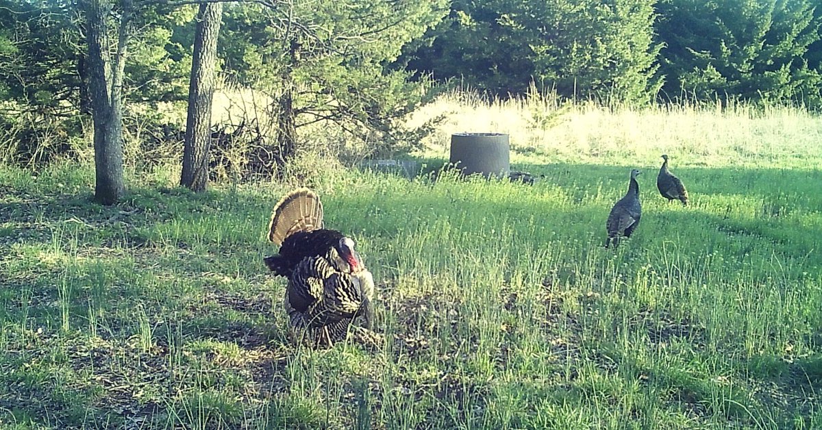 Primed for the taking 🦃 Don’t forget to REGISTER for our 2024 TURKEY HUNT COMPETITION!!! Visit fallobsession.com/hunt-competiti… to learn more! 📸 Tyler Wolf #fallobsession #turkey #turkeyhunting #turkeyhunter #turkeyhunt #thunderchicken #springturkey #trailcam #trailcamera #trailcams