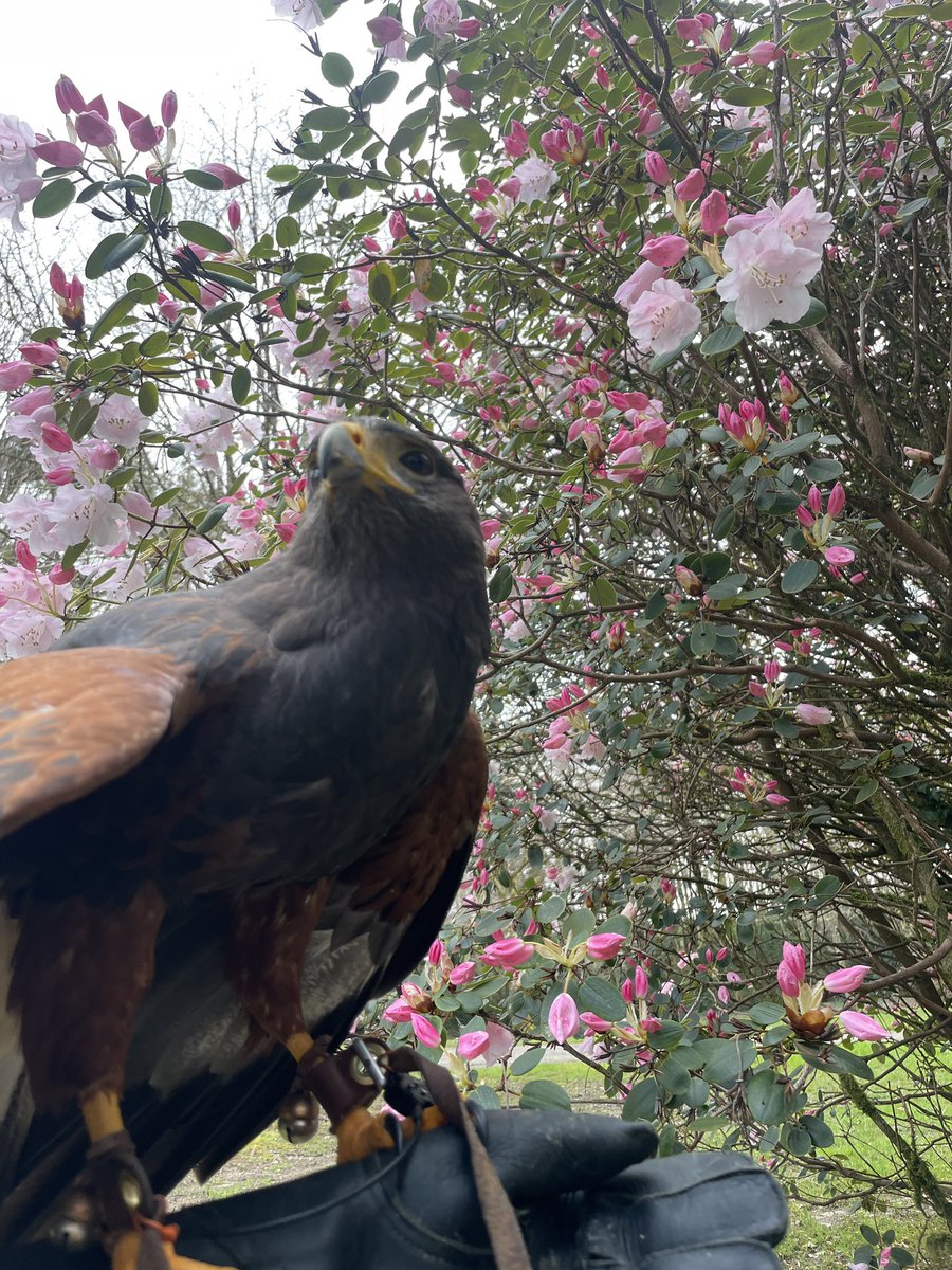 Falconry's tweet photo. Our beautiful Beltra looking majestic in the flowering Azelea, she is such a stunning Hawk and we just love these pictures that Meredith took when flying her last week…. #hawkwalk #harrishawk #ashfordcastle #thelodgeatashfordcastle #RedCarnationHotels #nature https://t.co/wVOZ8mM7oX
